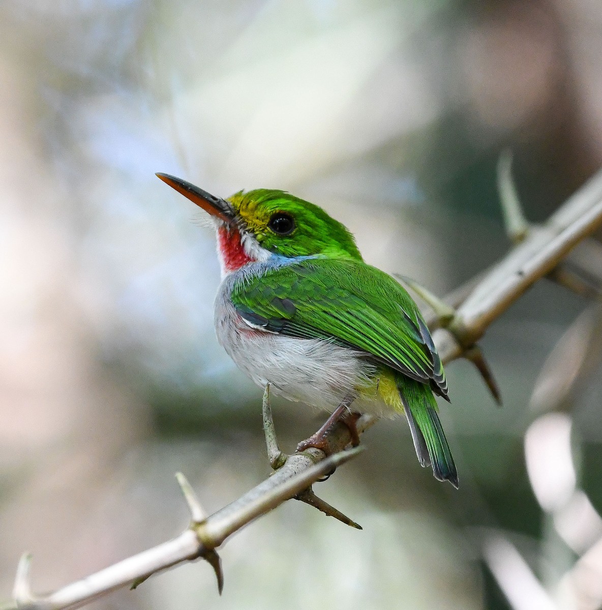 Cuban Tody - ML624709513