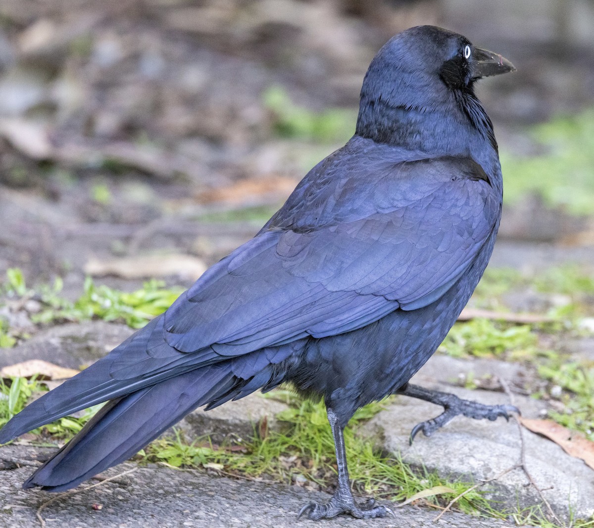 Little Raven - Richard and Margaret Alcorn