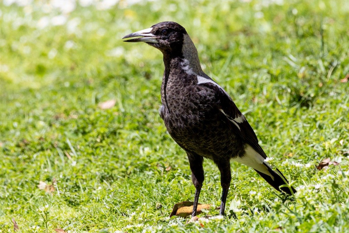 Australian Magpie - ML624709716