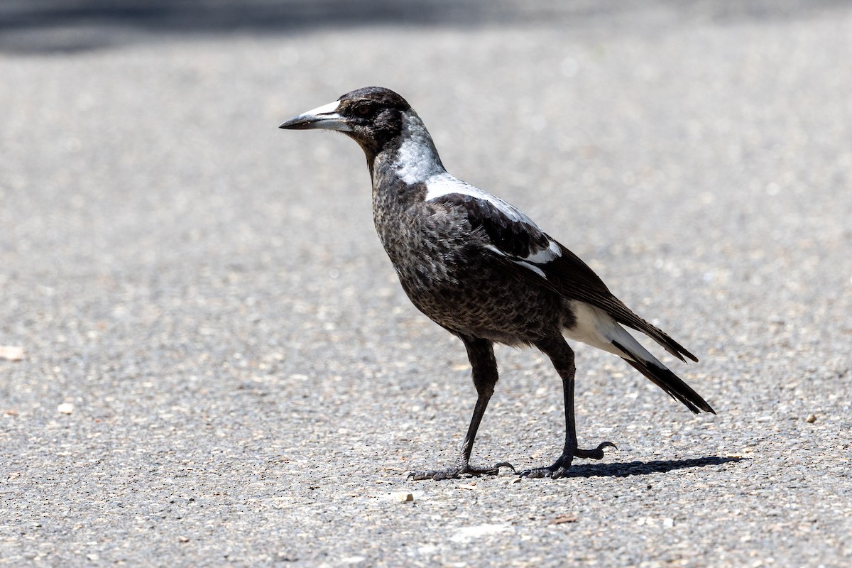 Australian Magpie - Richard and Margaret Alcorn