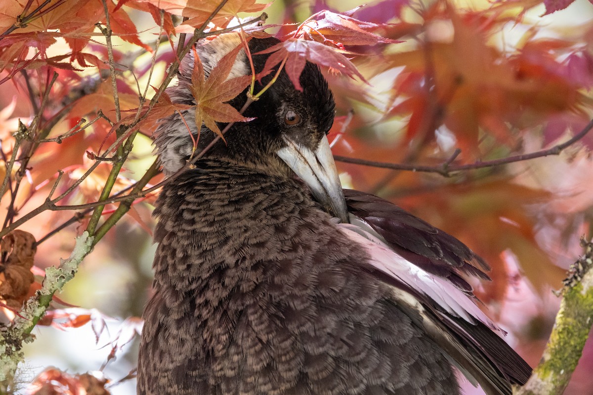 Australian Magpie - Richard and Margaret Alcorn