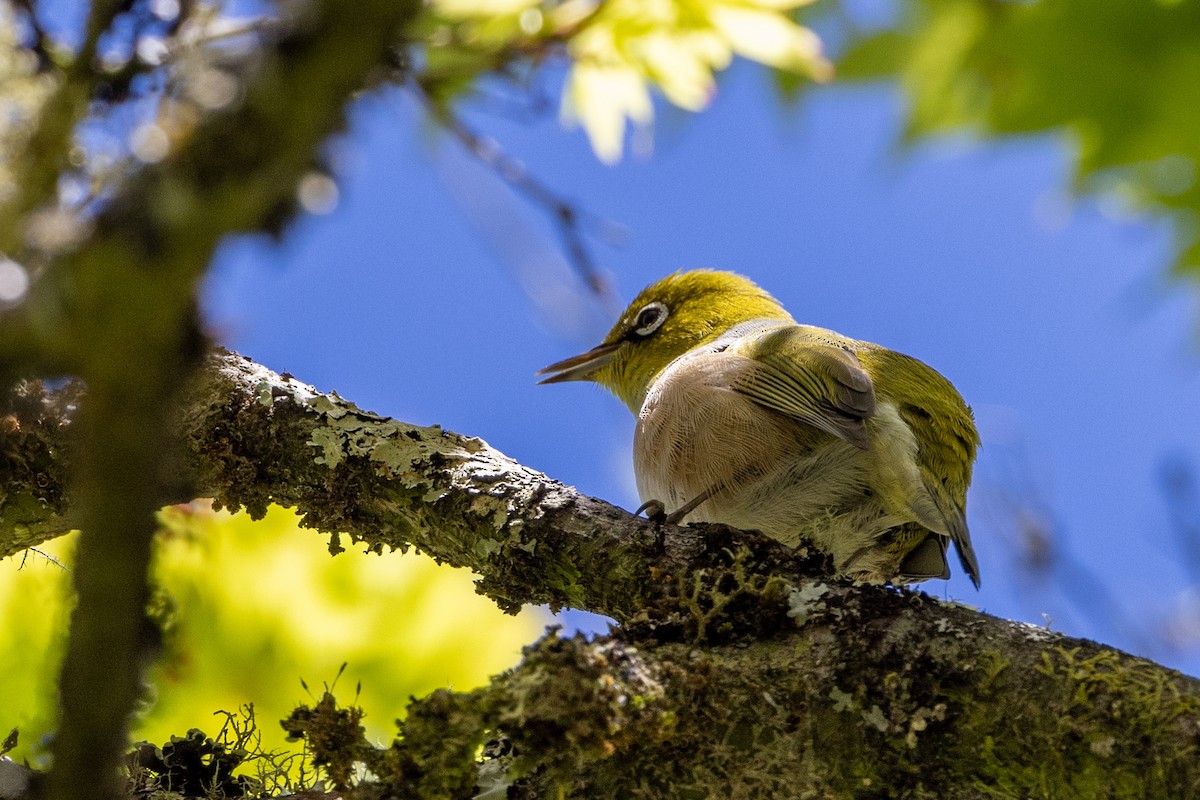 Silvereye - ML624709723