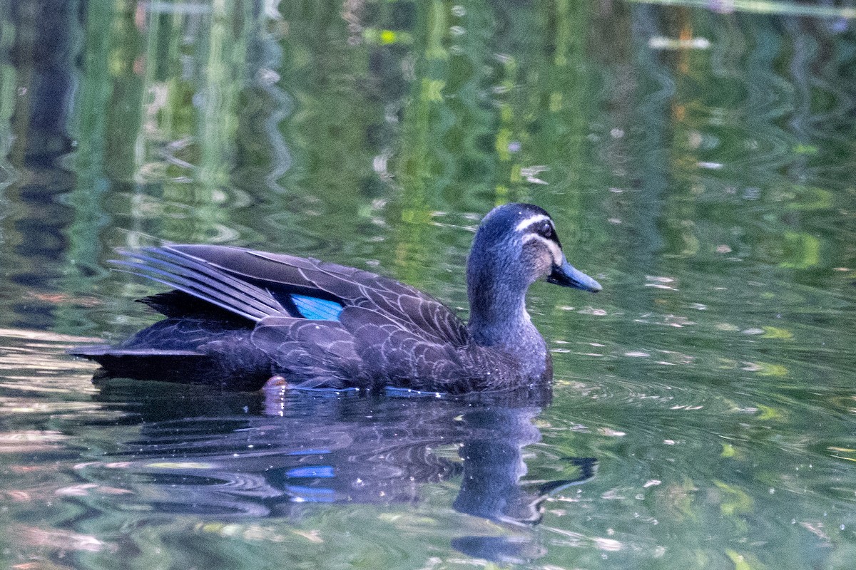 Pacific Black Duck - ML624709725