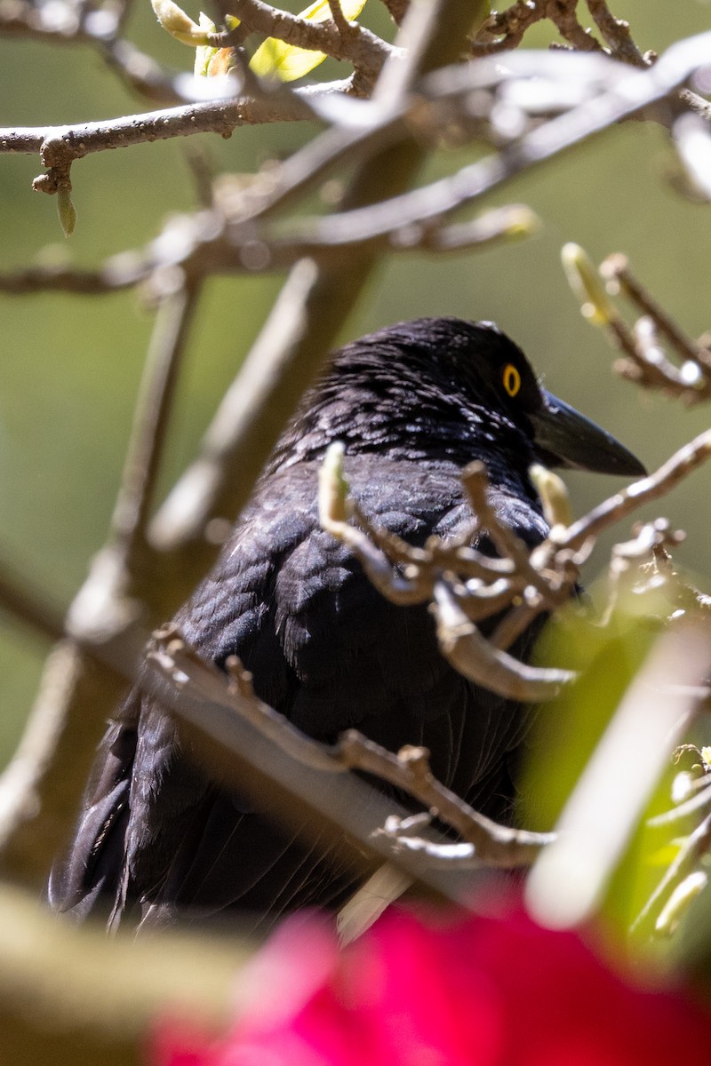 Pied Currawong - ML624709728