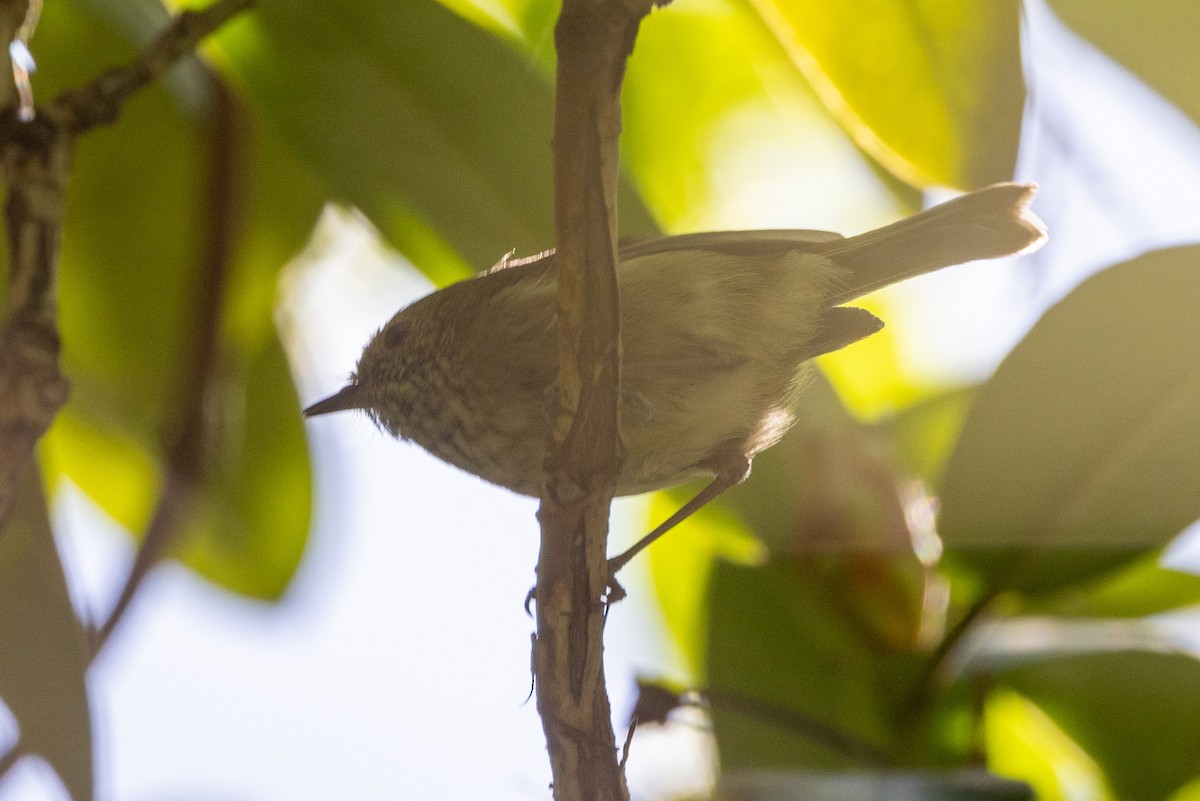 Brown Thornbill - ML624709730