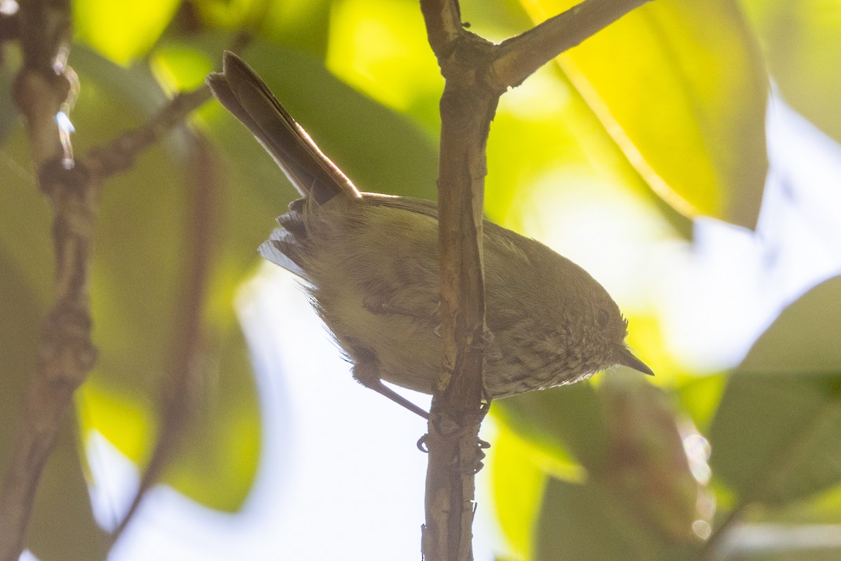 Brown Thornbill - ML624709731