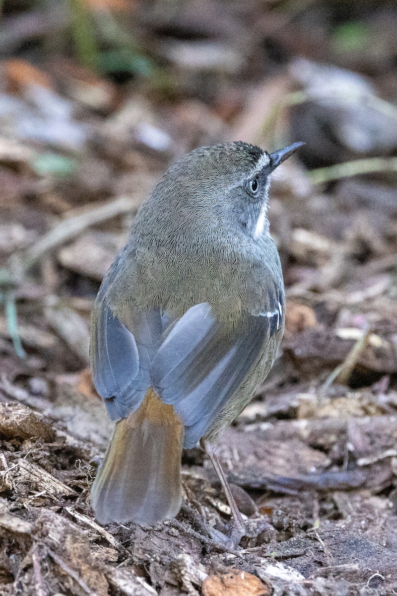 White-browed Scrubwren - ML624709733