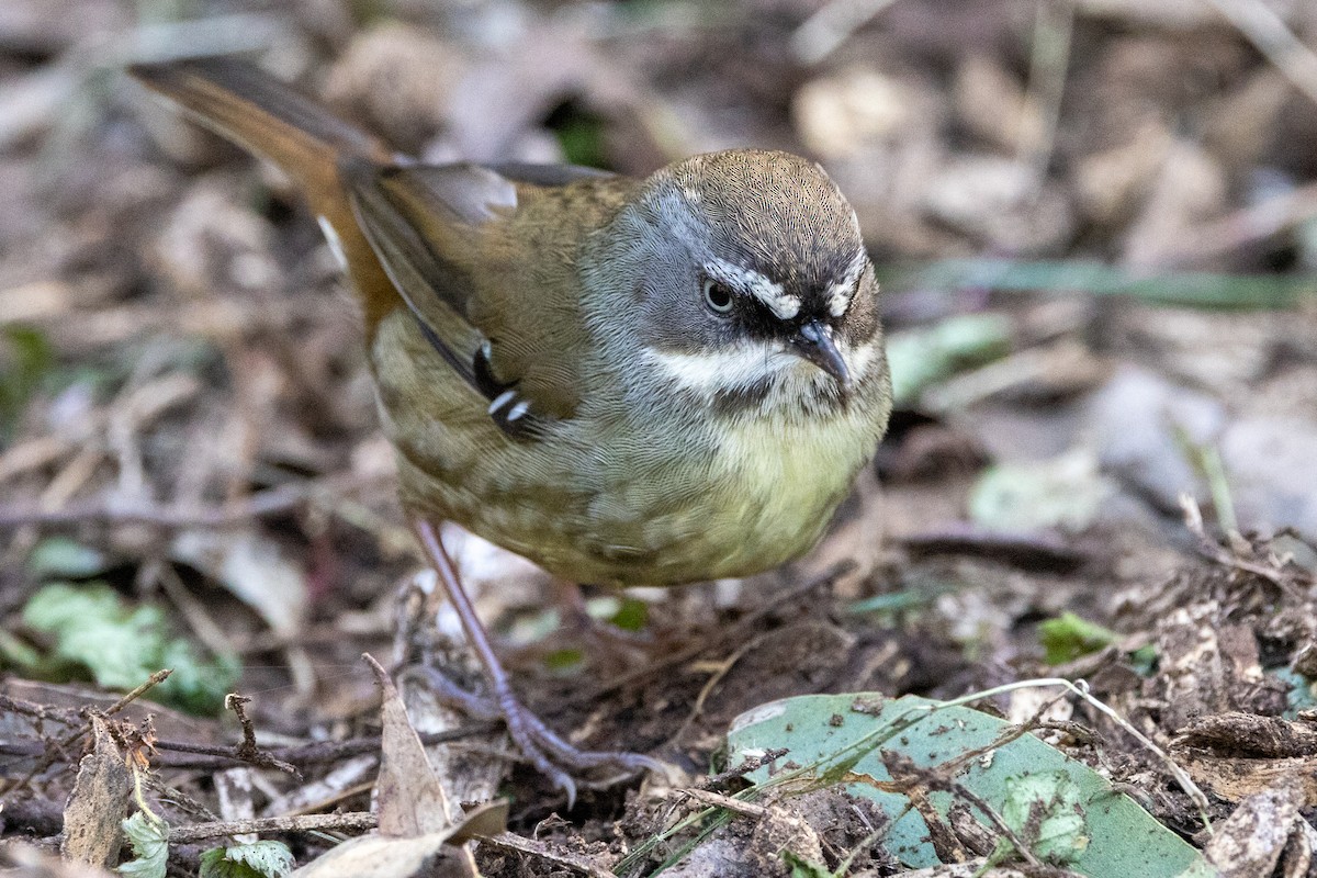 White-browed Scrubwren - ML624709735