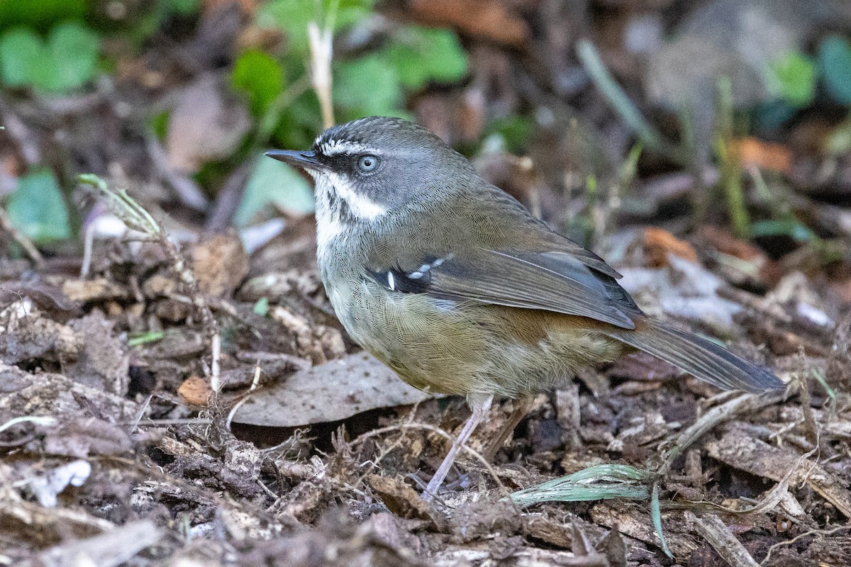 White-browed Scrubwren - Richard and Margaret Alcorn