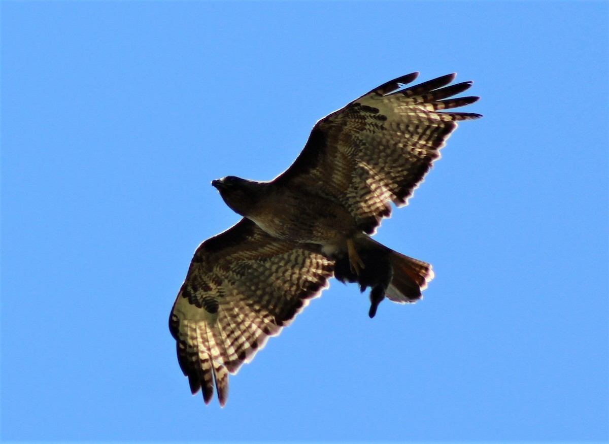 Red-tailed Hawk - Andrew Meiborg