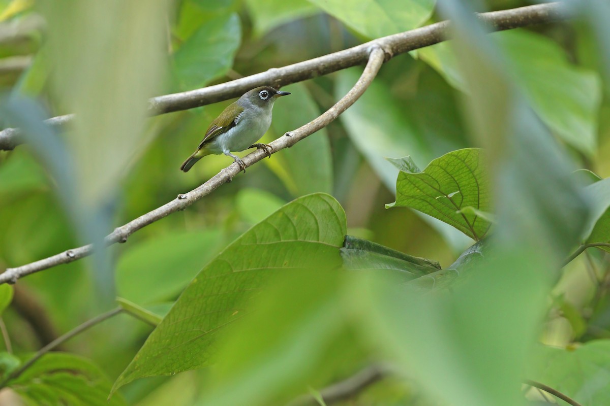 Cream-throated White-eye (Bacan) - ML624709851