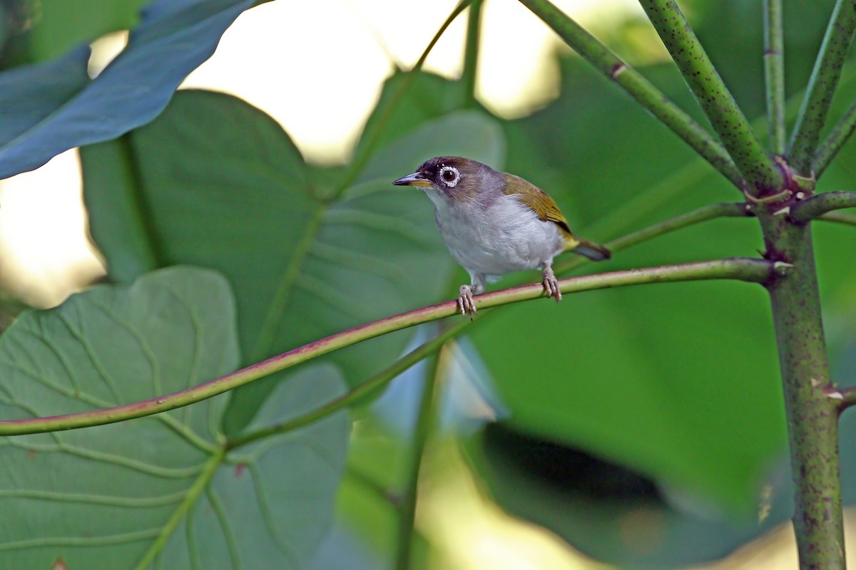 Cream-throated White-eye (Bacan) - ML624709852