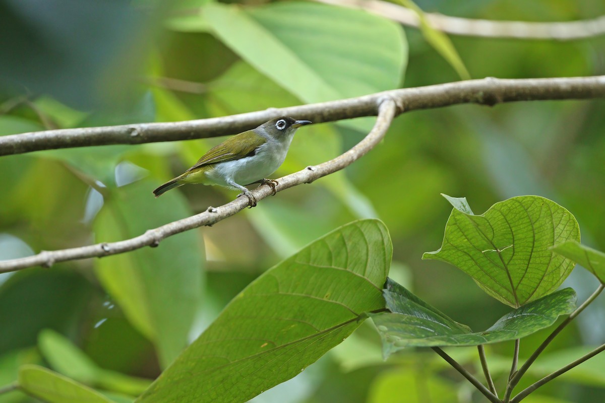 Cream-throated White-eye (Bacan) - ML624709853