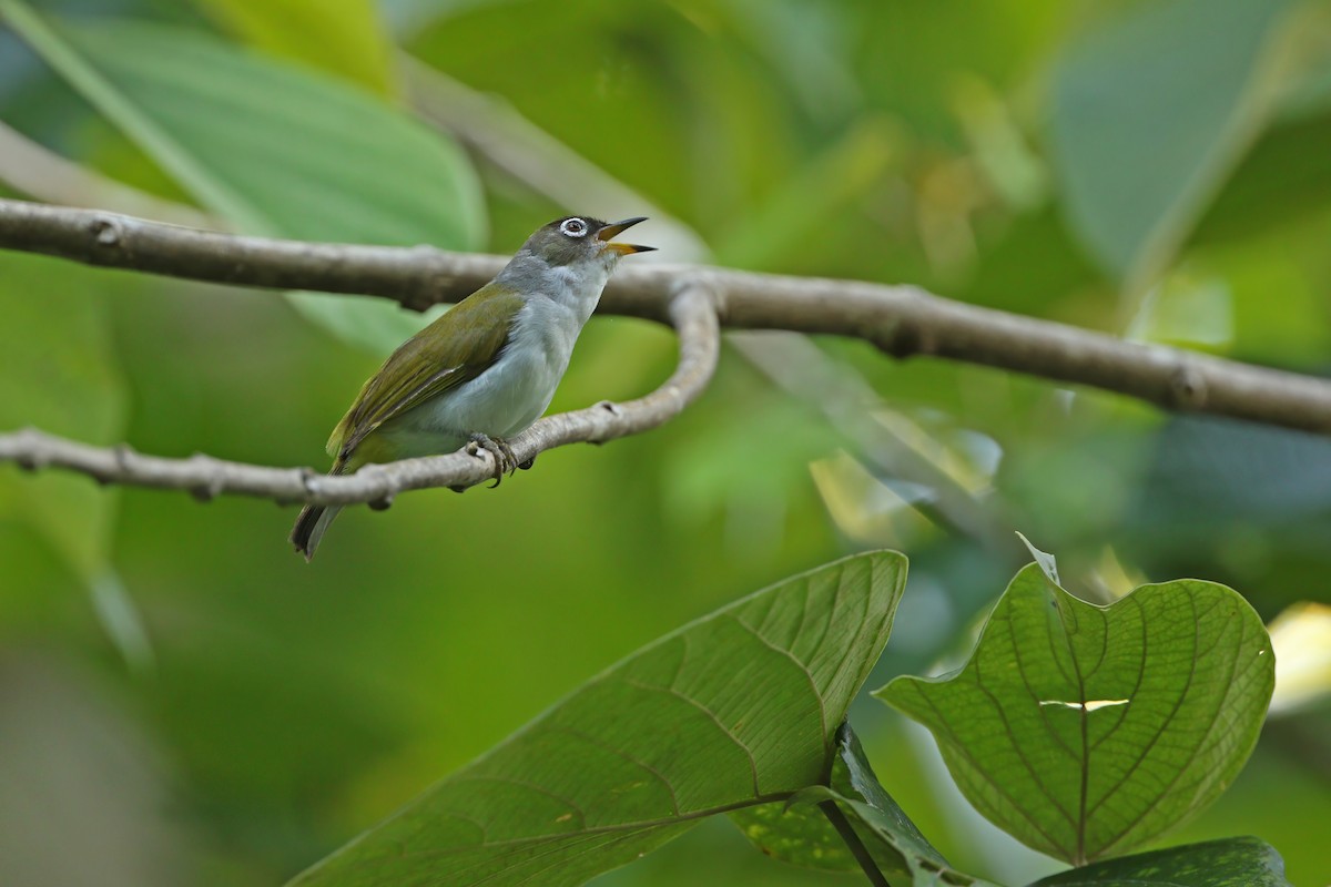 Cream-throated White-eye (Bacan) - ML624709854