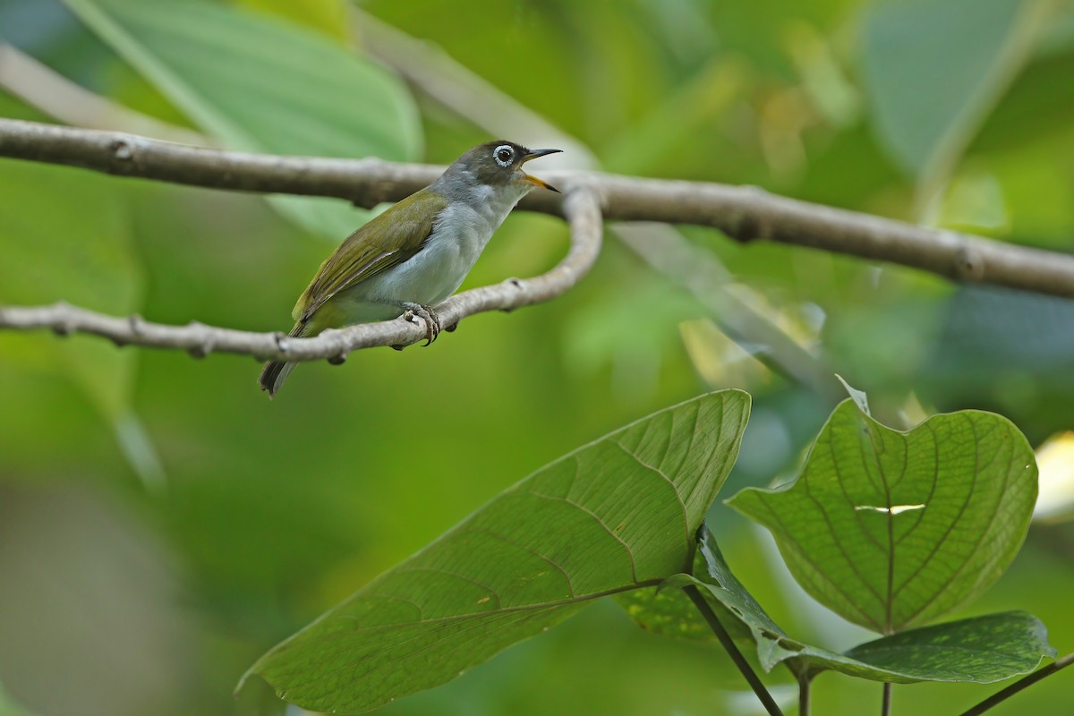 Cream-throated White-eye (Bacan) - ML624709855