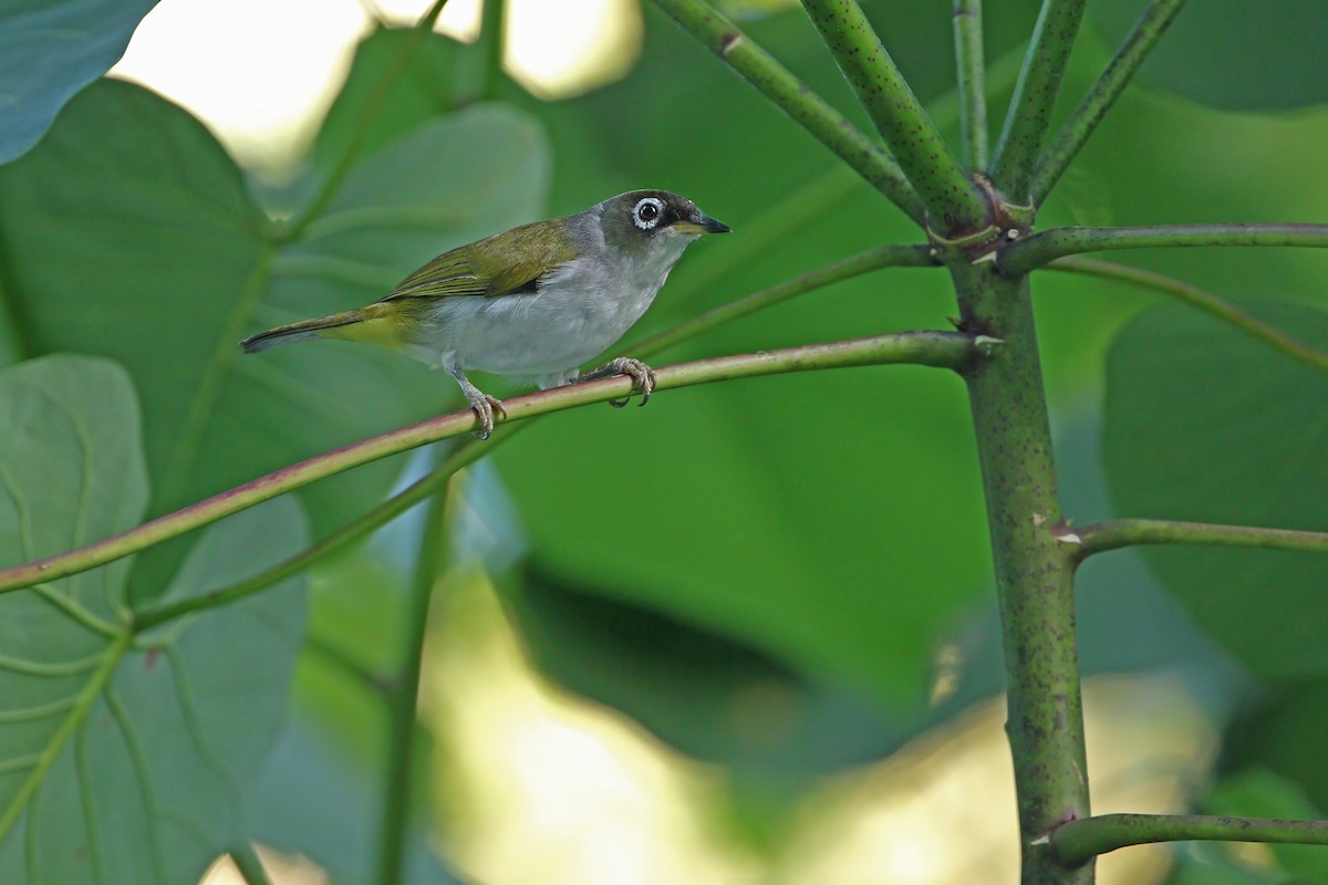 Cream-throated White-eye (Bacan) - ML624709856