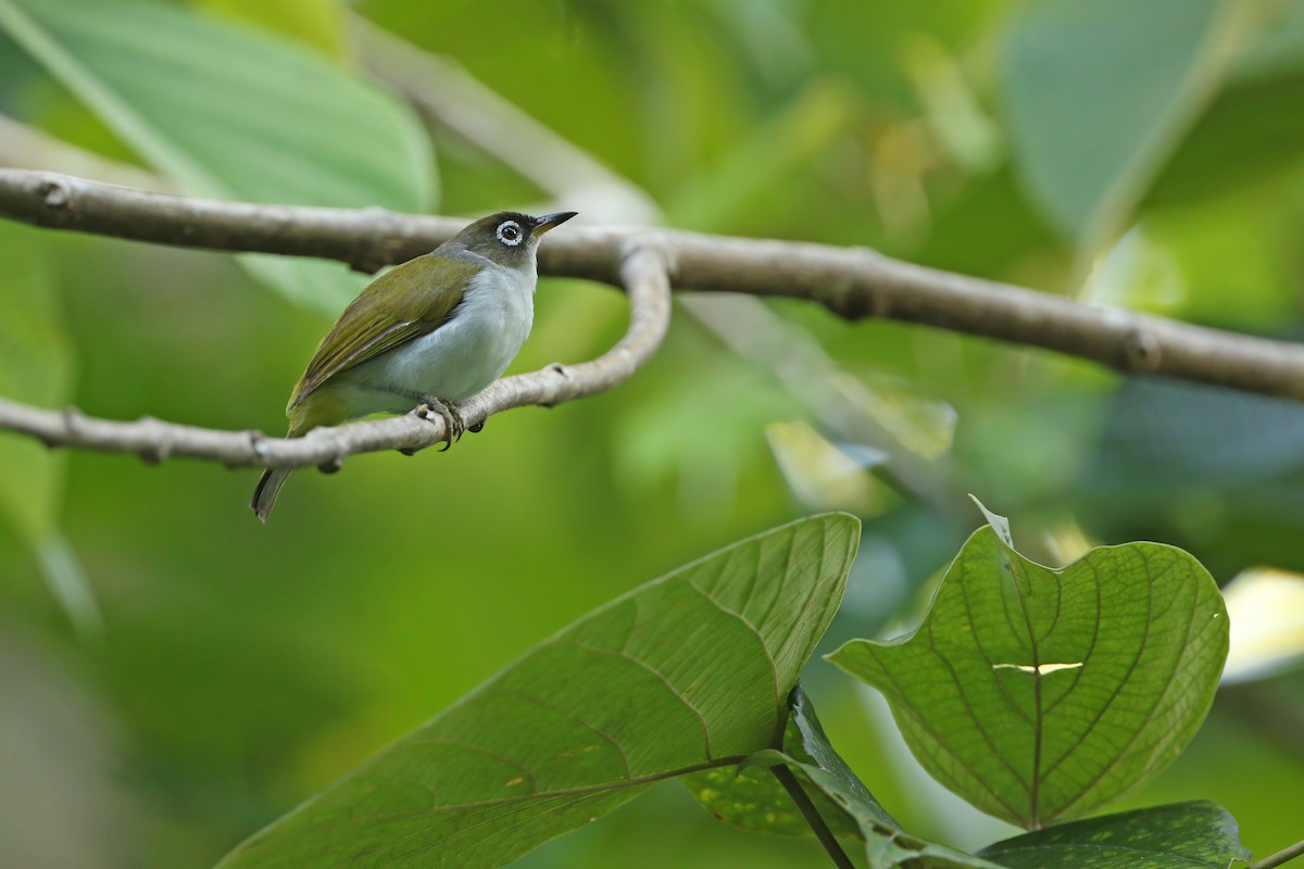 Cream-throated White-eye (Bacan) - ML624709857