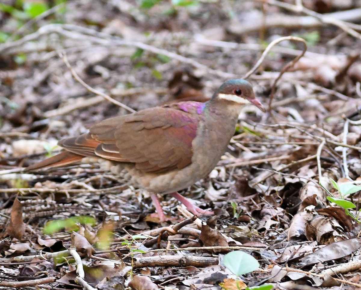 Key West Quail-Dove - ML624709858