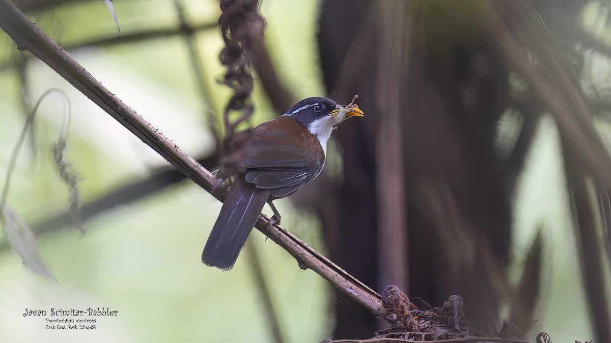 Javan Scimitar-Babbler - ML624709874