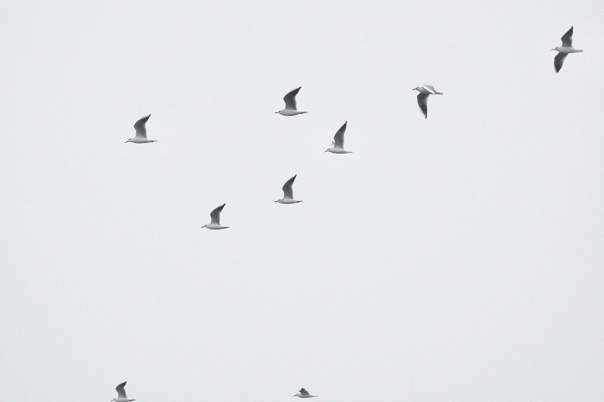 Black-headed Gull - Hideki Sekimoto