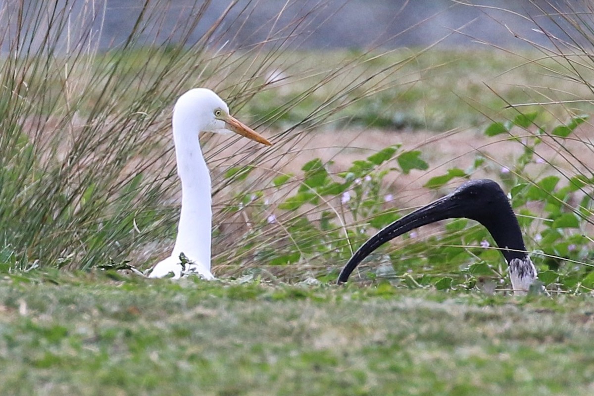 Plumed Egret - ML624710637