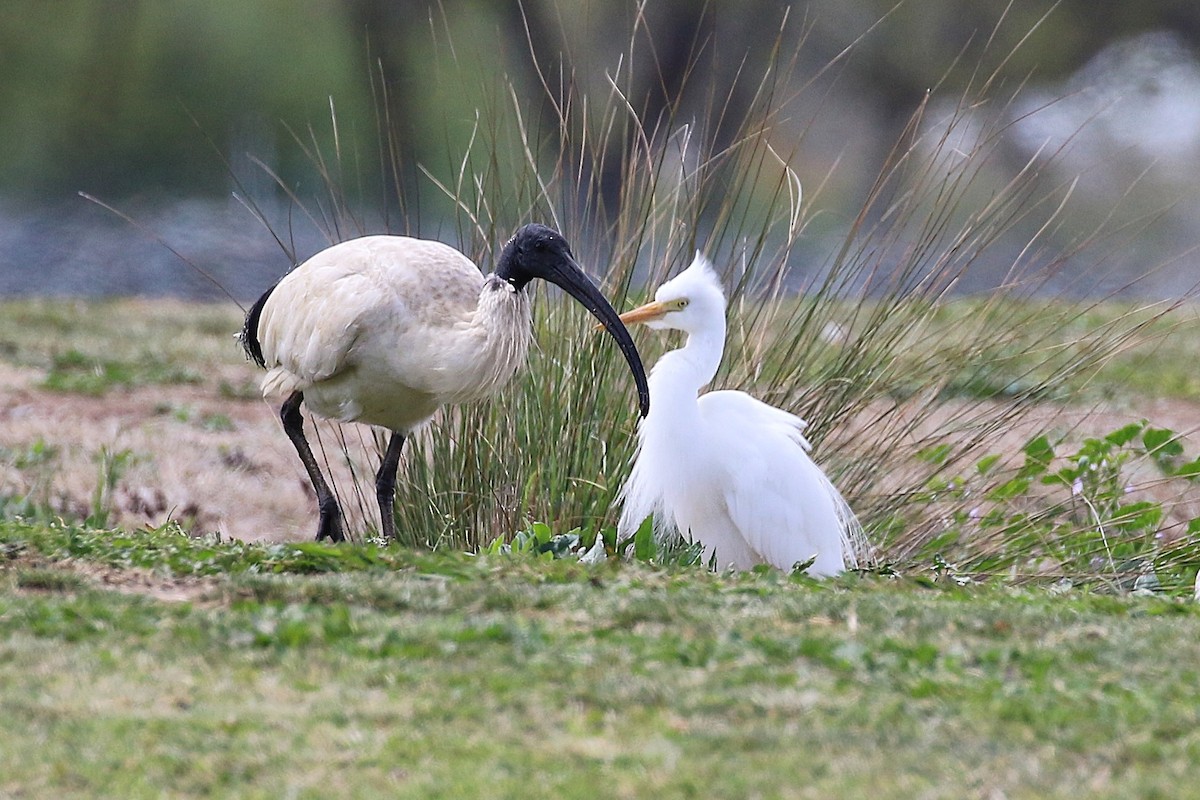 Plumed Egret - ML624710638