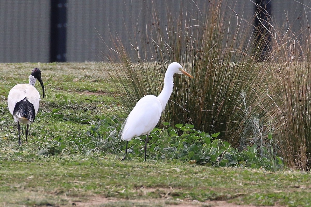 Plumed Egret - ML624710644