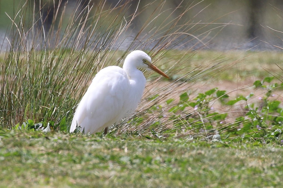 Plumed Egret - ML624710645