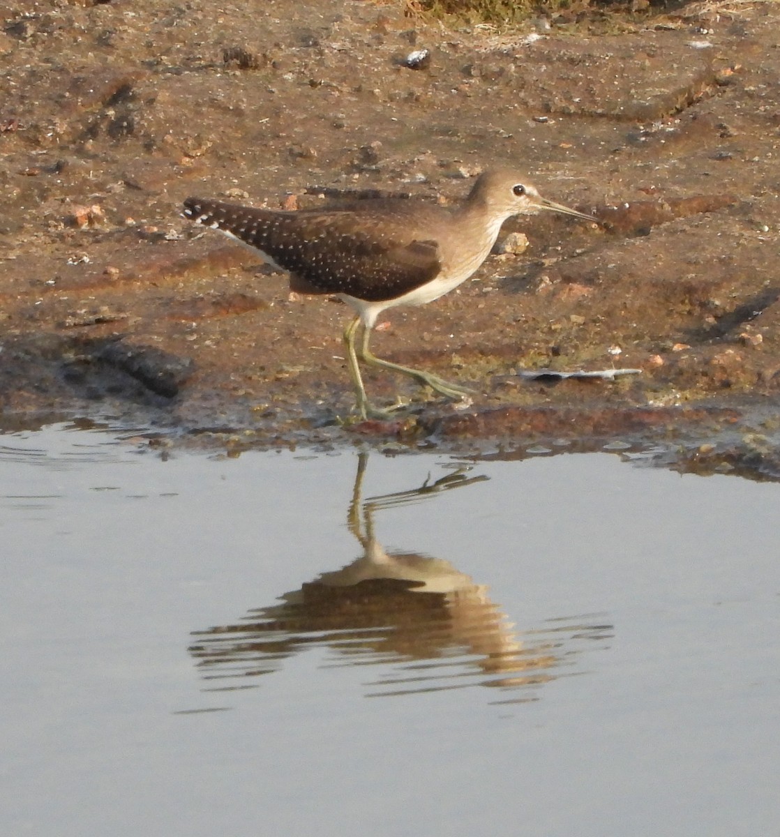 Green Sandpiper - ML624710788