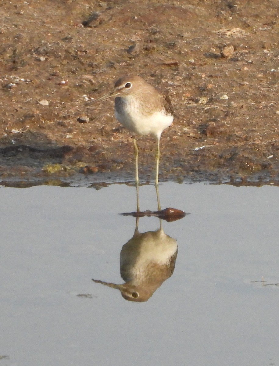 Green Sandpiper - ML624710789