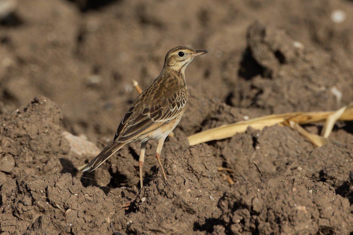 Richard's Pipit - ML624710844