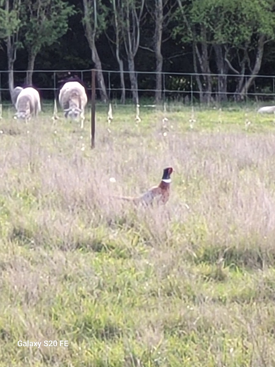 Ring-necked Pheasant - ML624711094