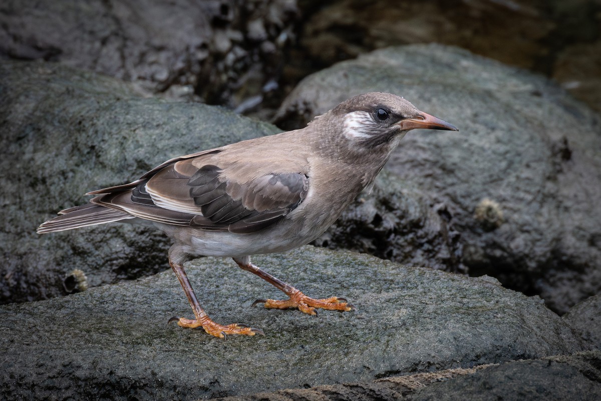 White-cheeked Starling - ML624711220