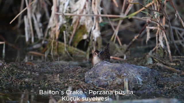 Baillon's Crake - ML624711222
