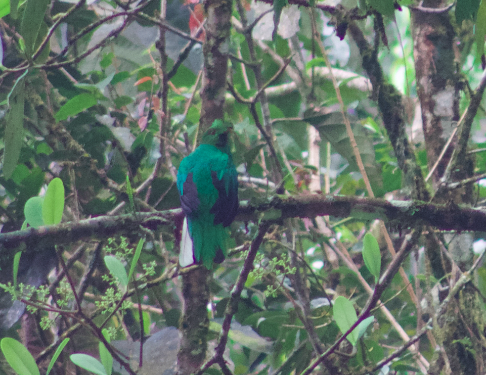 Quetzal antisien - ML624711258