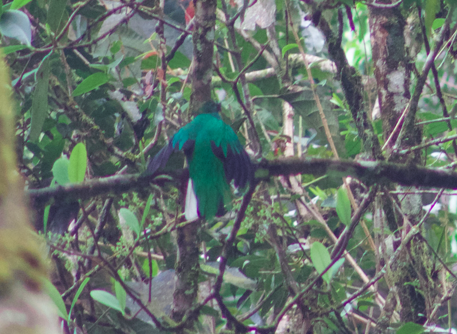 Quetzal antisien - ML624711267