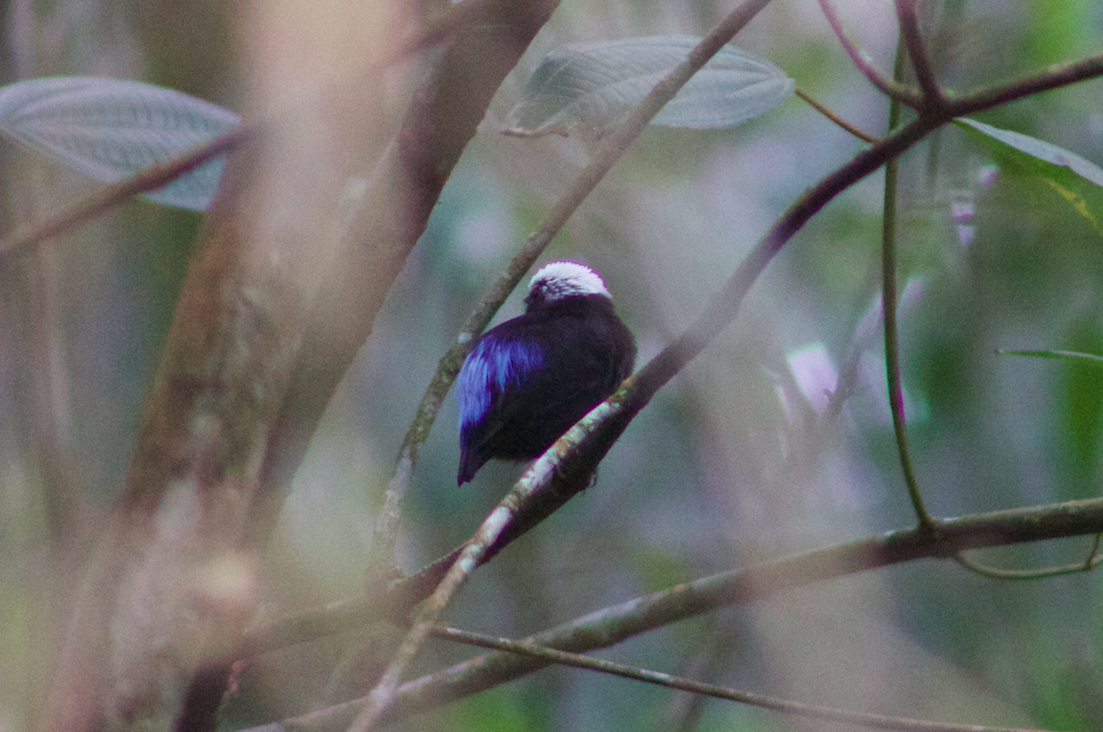 Blue-rumped Manakin - ML624711317