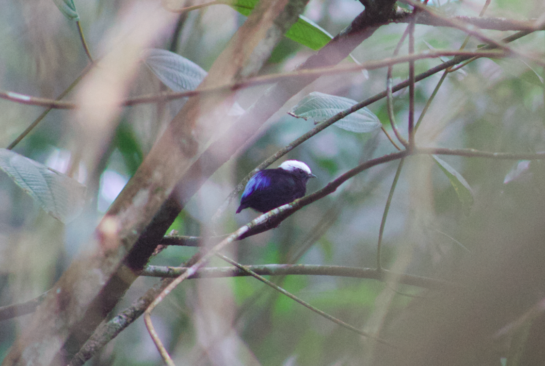 Blue-rumped Manakin - ML624711318