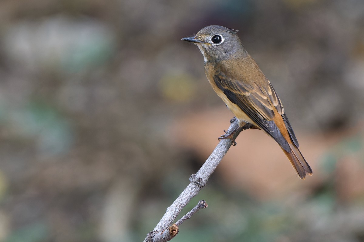 Ferruginous Flycatcher - ML624711331