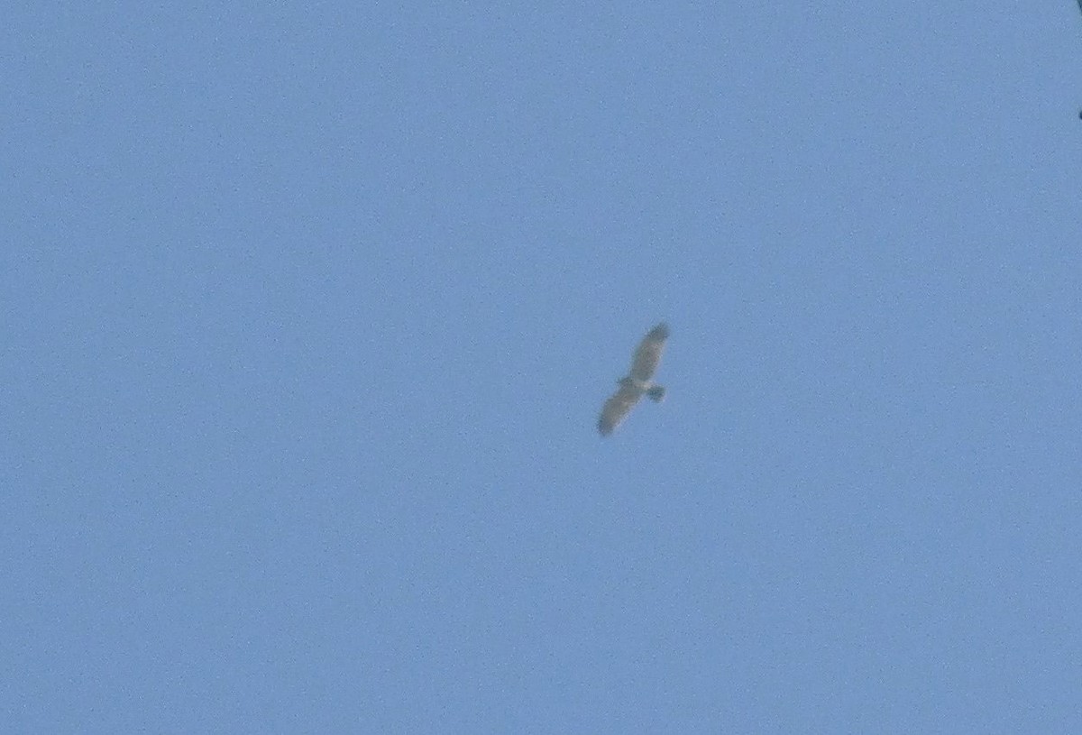 Short-toed Snake-Eagle - ML624711669