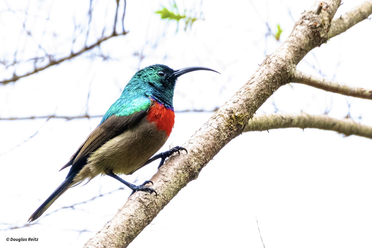 Greater Double-collared Sunbird - ML624711814