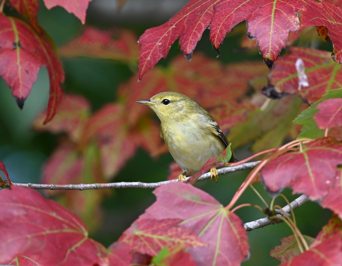 Blackpoll Warbler - ML624711860