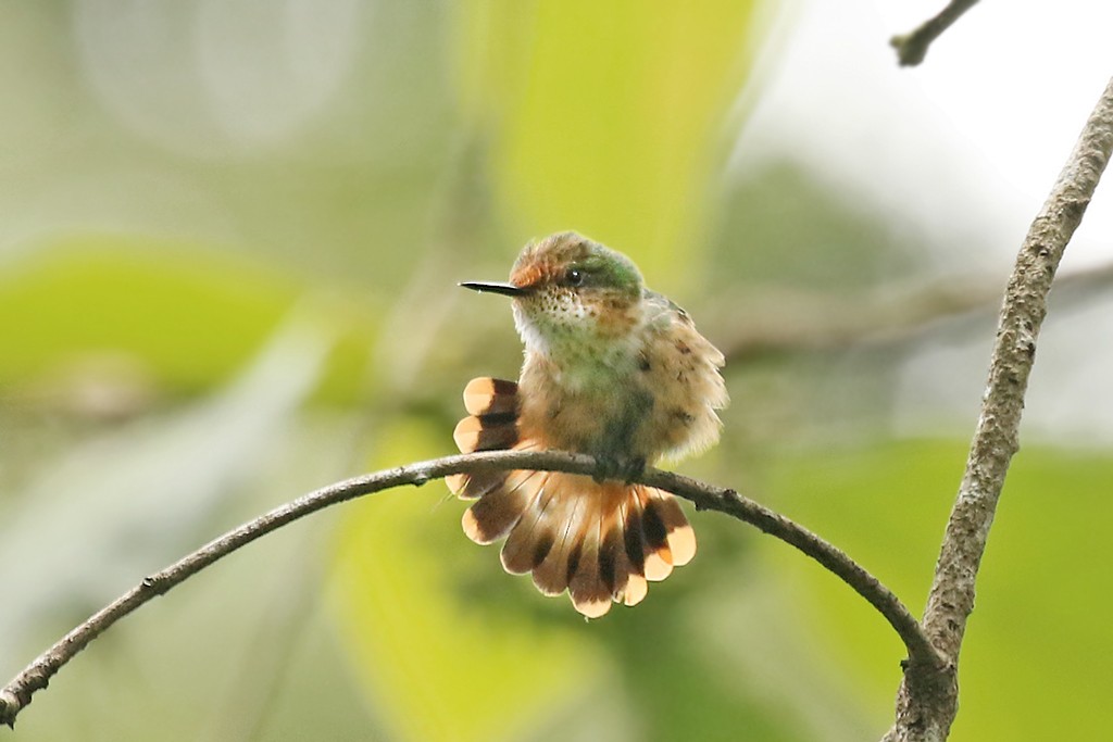 Short-crested Coquette - ML624711927