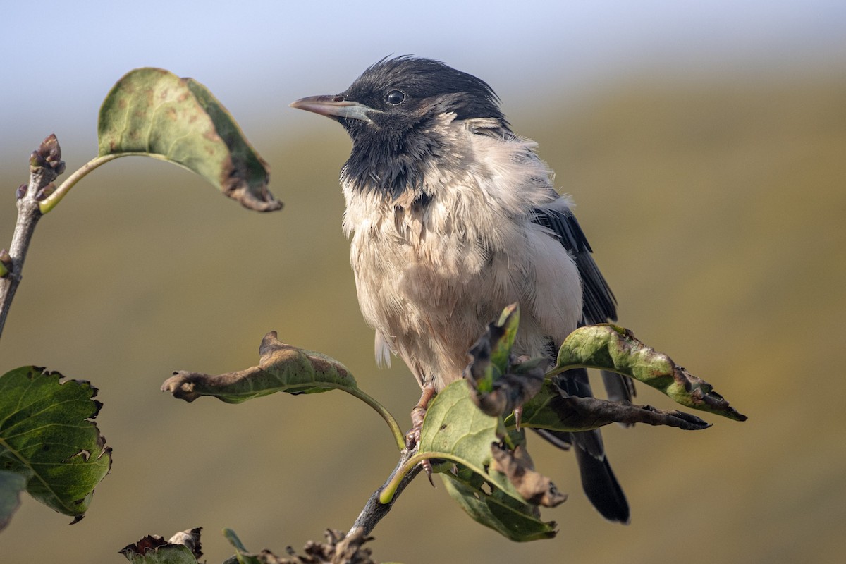 Rosy Starling - ML624711981