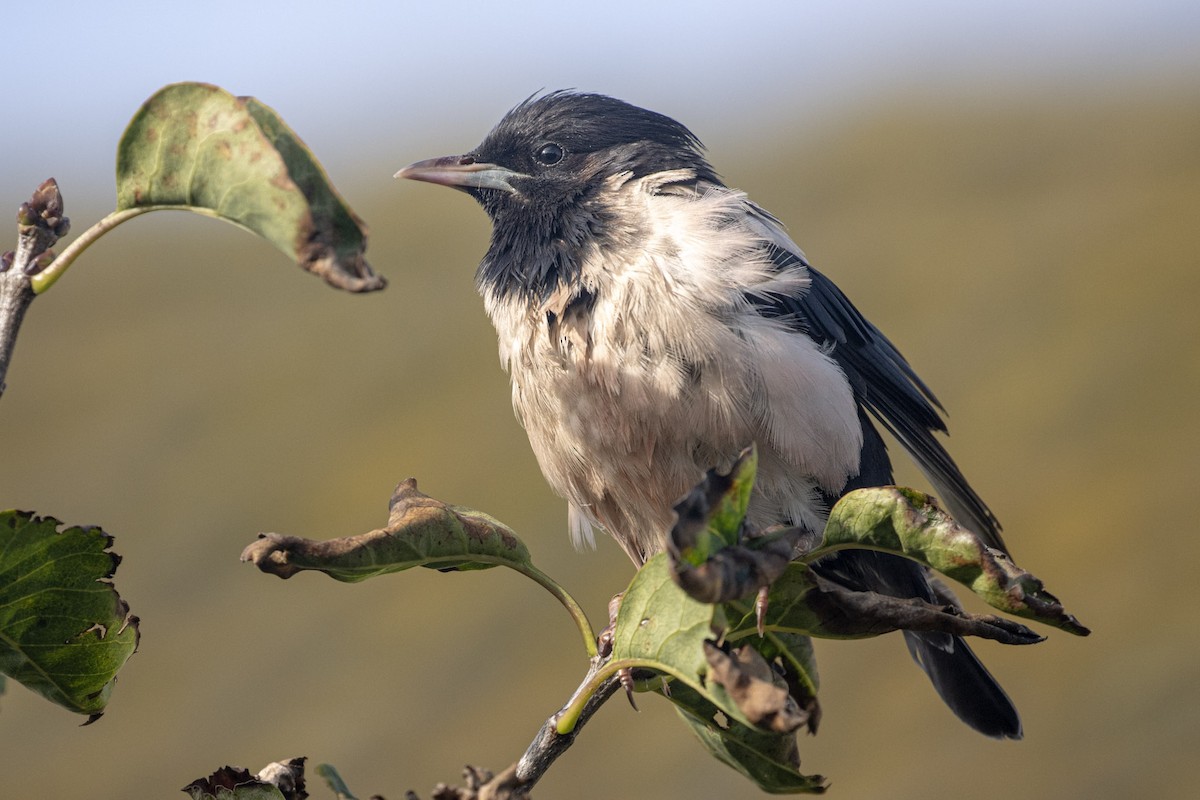 Rosy Starling - ML624711989