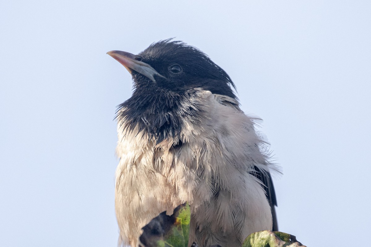 Rosy Starling - ML624712005