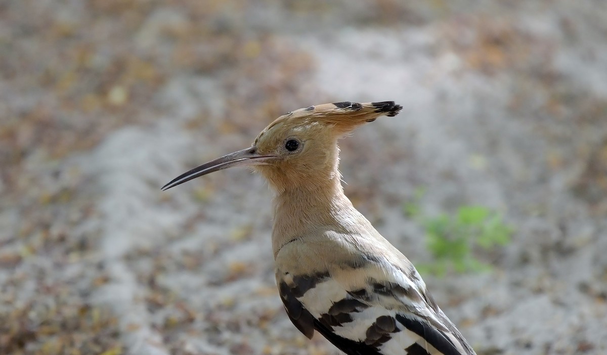 Удод (senegalensis/waibeli) - ML624712045