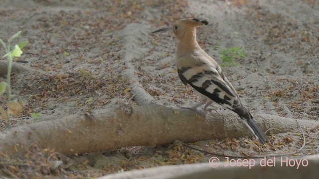 Удод (senegalensis/waibeli) - ML624712210