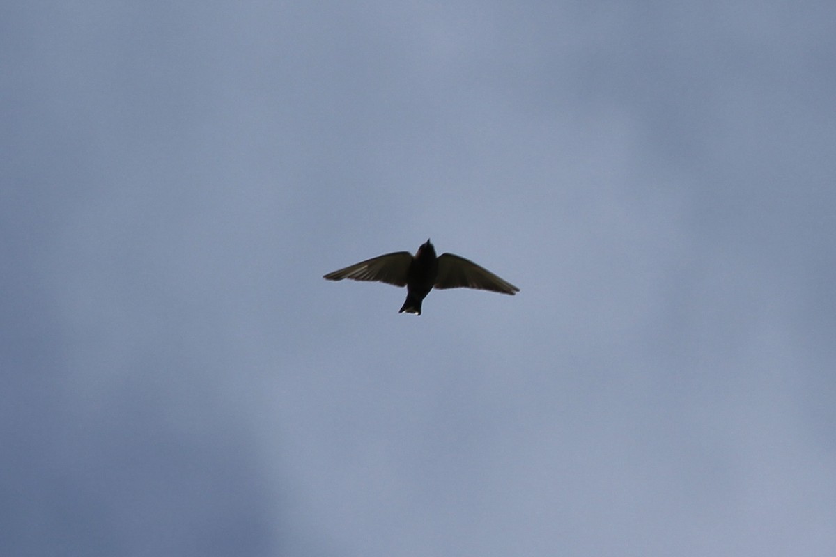 Dusky Woodswallow - ML624712252