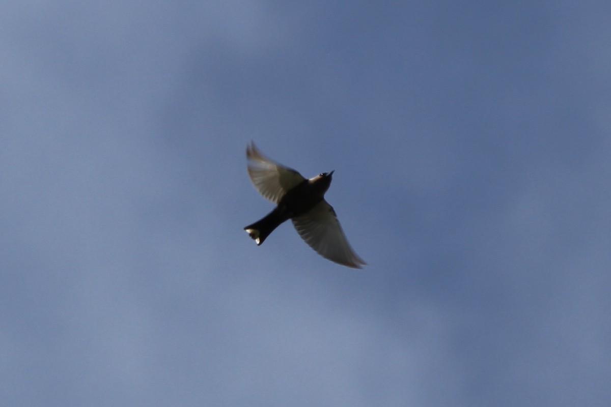 Dusky Woodswallow - ML624712254